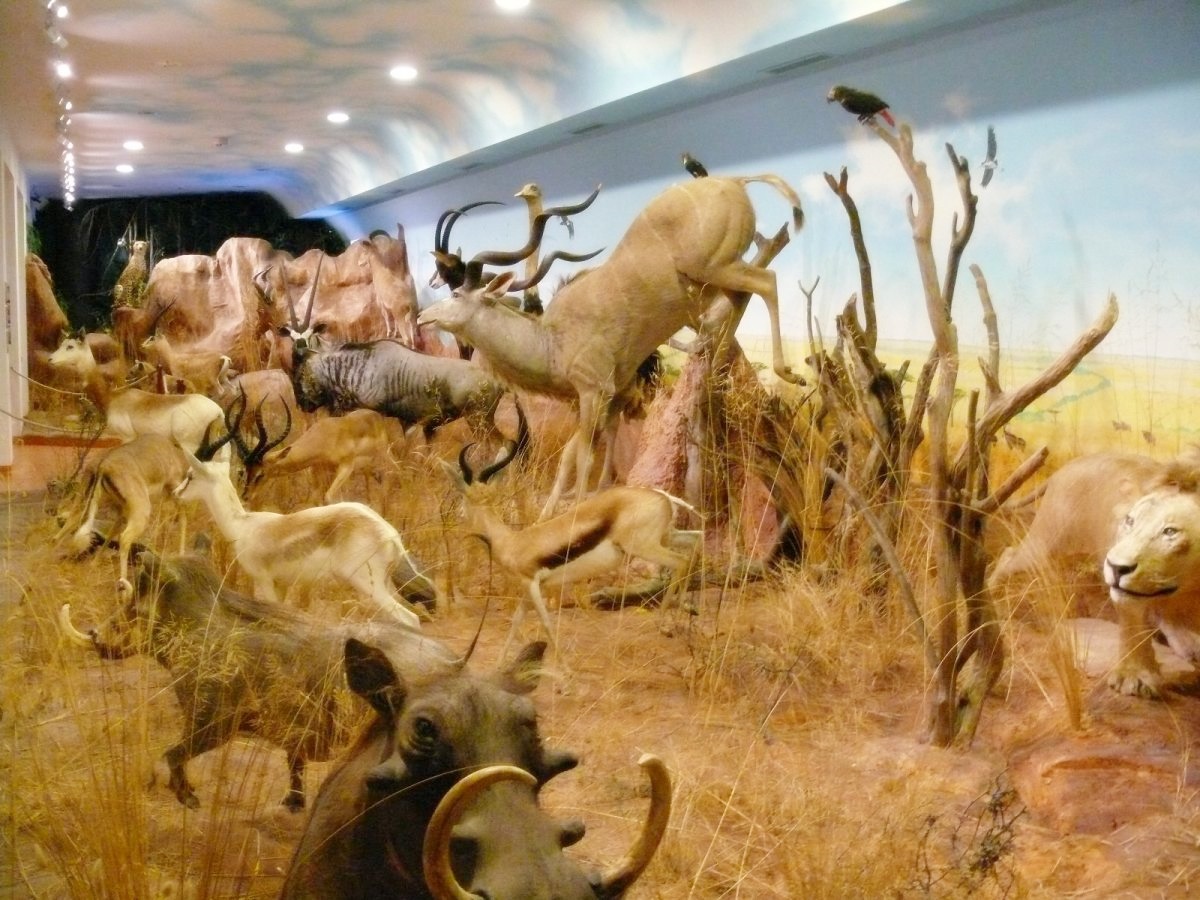 Hunting Museum