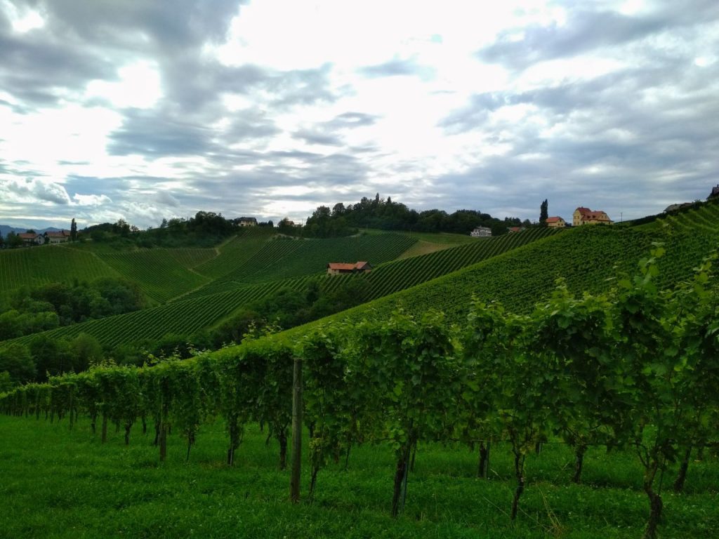 South Styria vineyards